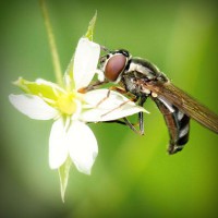 /album/animais-marinhos69/photolia-a02-jpg/