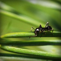 /album/animais-marinhos69/photolia-a05-jpg/